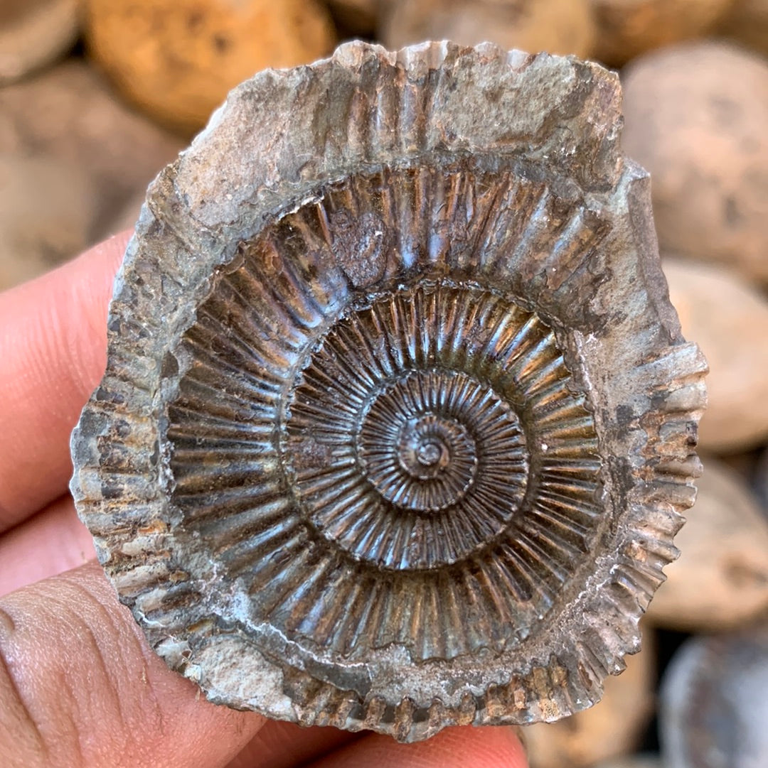 Dactylioceras (split pair) ammonite fossil - Whitby, North Yorkshire Jurassic Coast