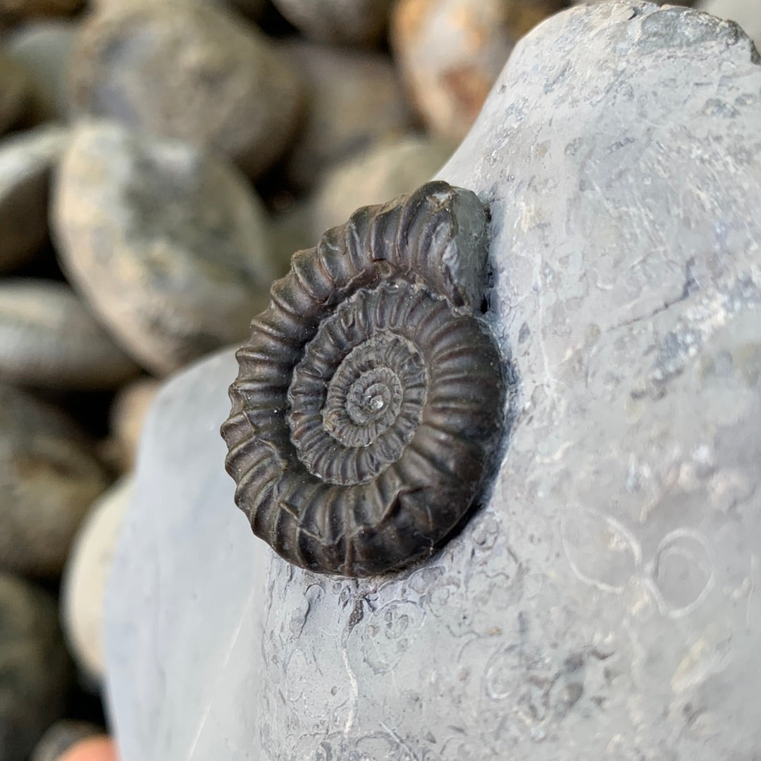 Gagaticeras ammonite shell fossil - Whitby, North Yorkshire