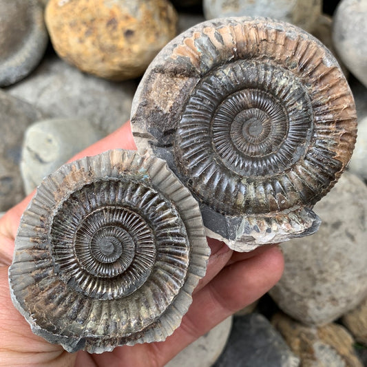 Dactylioceras (split pair) ammonite fossil - Whitby, North Yorkshire Jurassic Coast