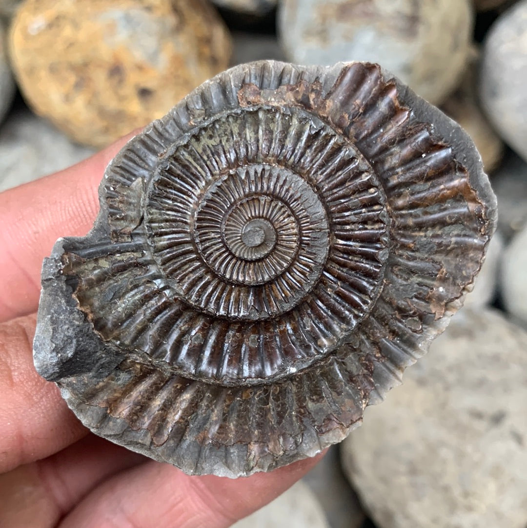 Dactylioceras (split pair) ammonite fossil - Whitby, North Yorkshire Jurassic Coast