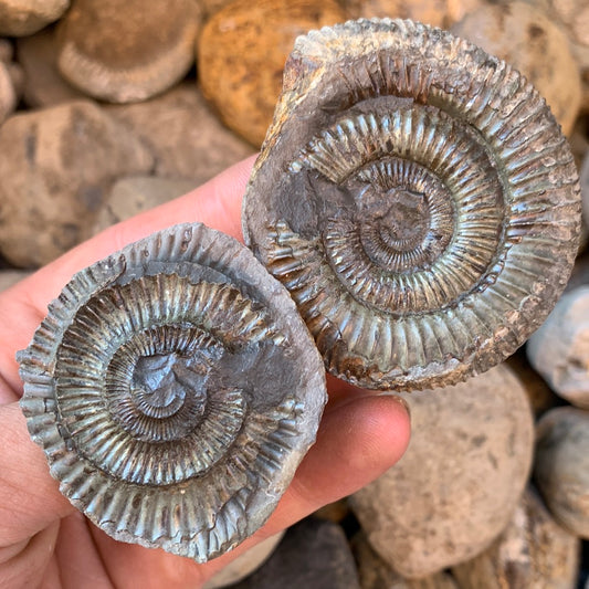 Dactylioceras (split pair) ammonite fossil - Whitby, North Yorkshire Jurassic Coast