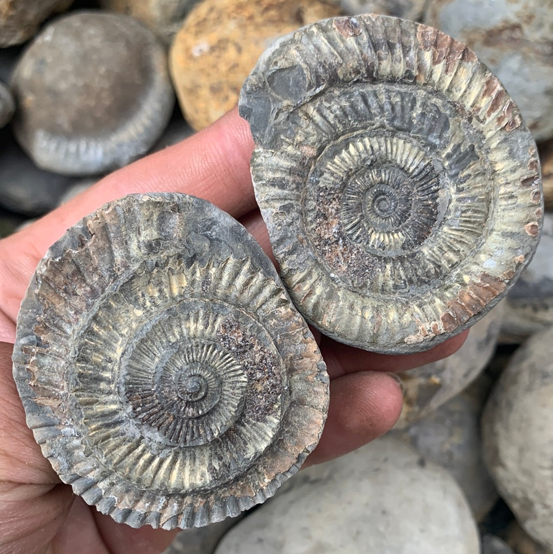 Dactylioceras (split pair) ammonite fossil - Whitby, North Yorkshire Jurassic Coast