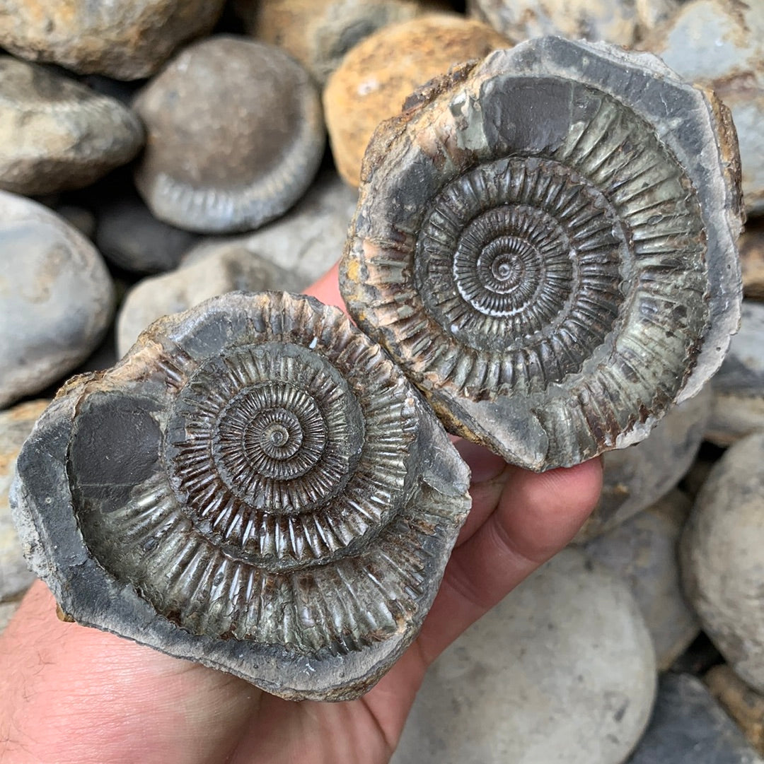 Dactylioceras (split pair) ammonite fossil - Whitby, North Yorkshire Jurassic Coast