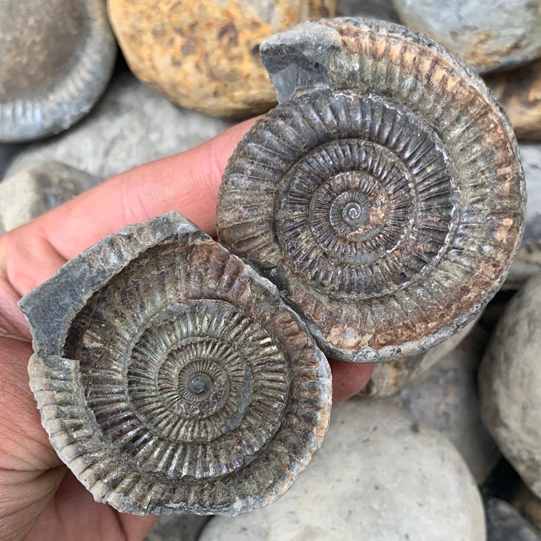 Dactylioceras (split pair) ammonite fossil - Whitby, North Yorkshire Jurassic Coast