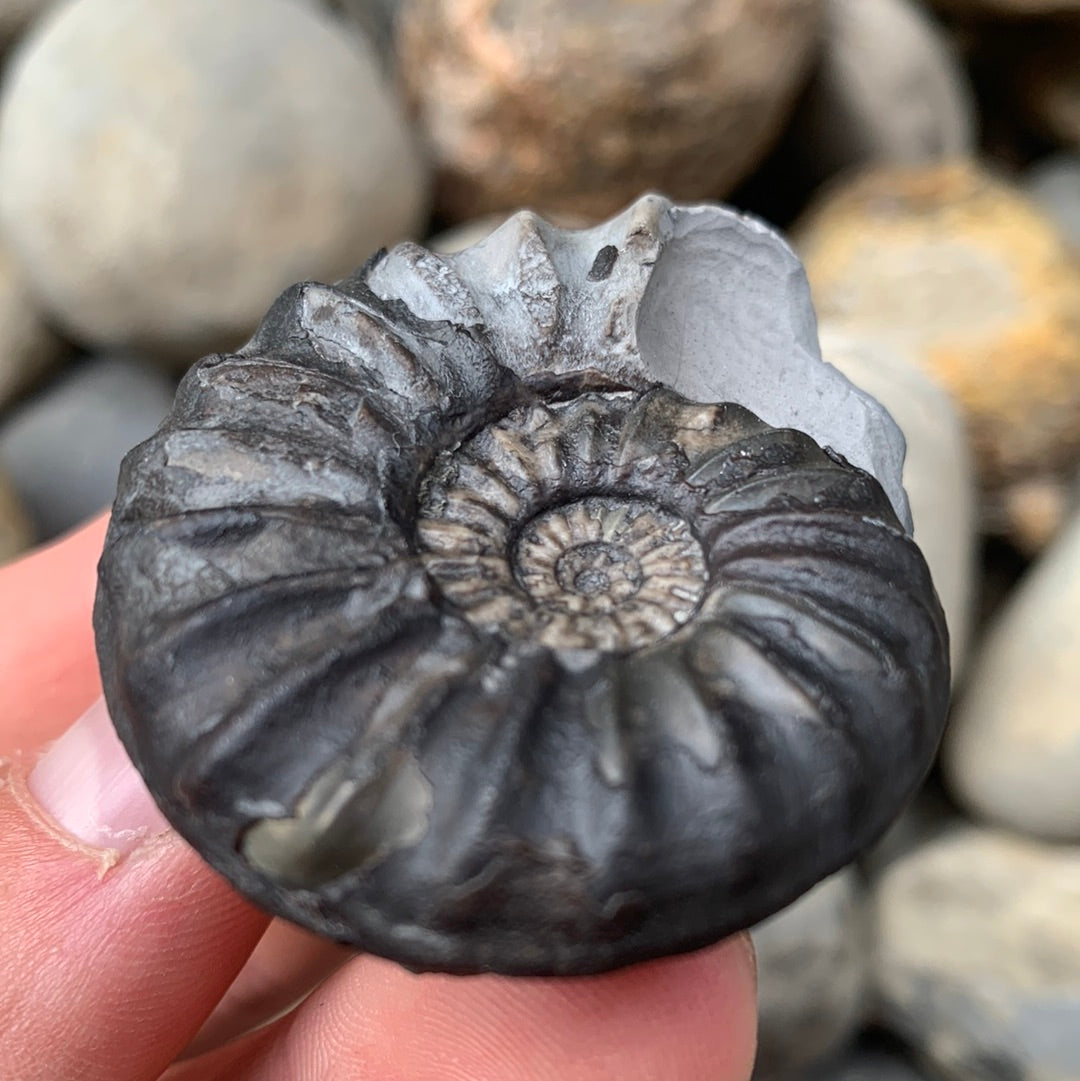 Aegasteroceras sagittarium ammonite fossil - Whitby, North Yorkshire