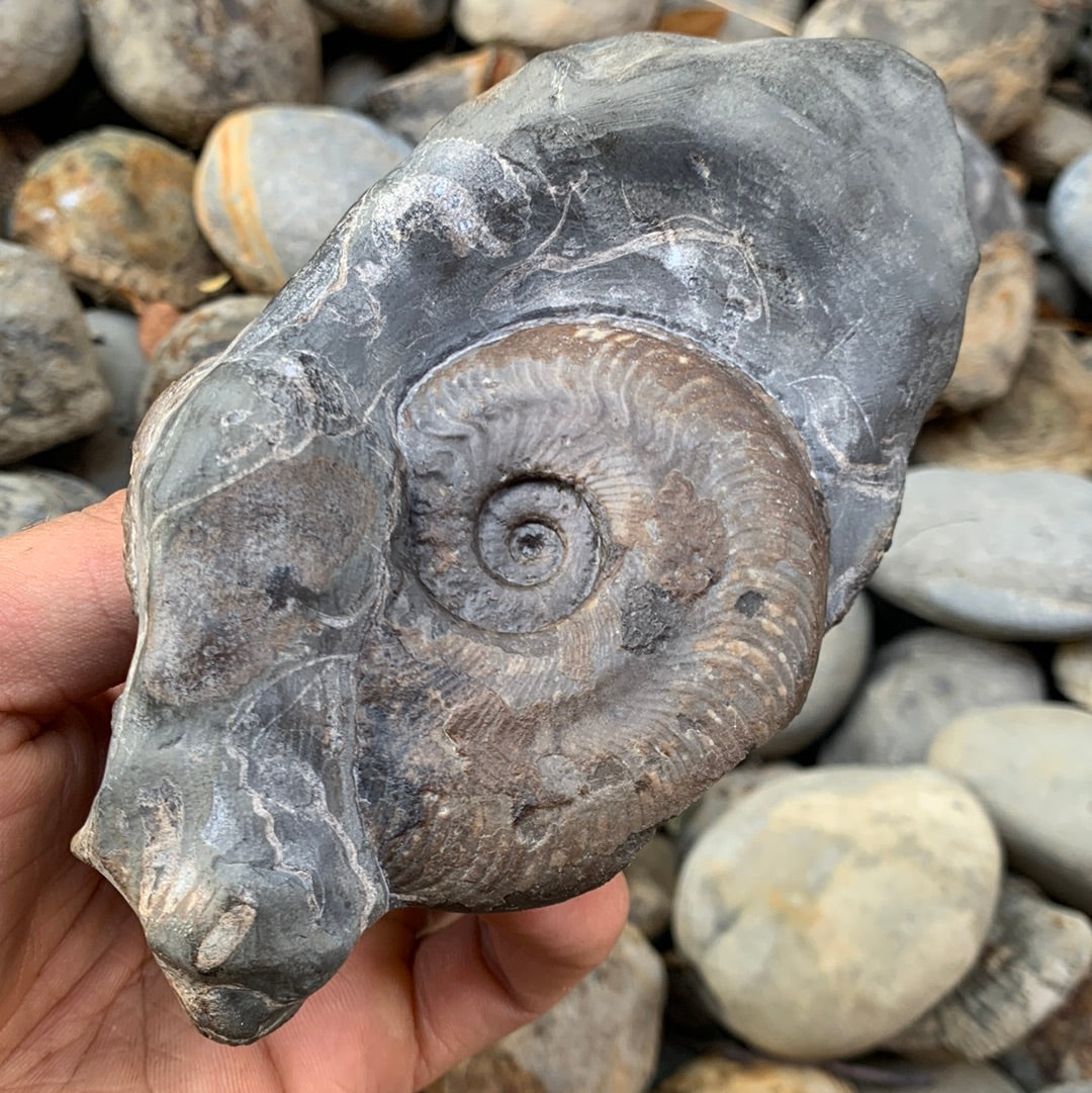 Harpoceras ammonite triple fossil - Whitby, North Yorkshire