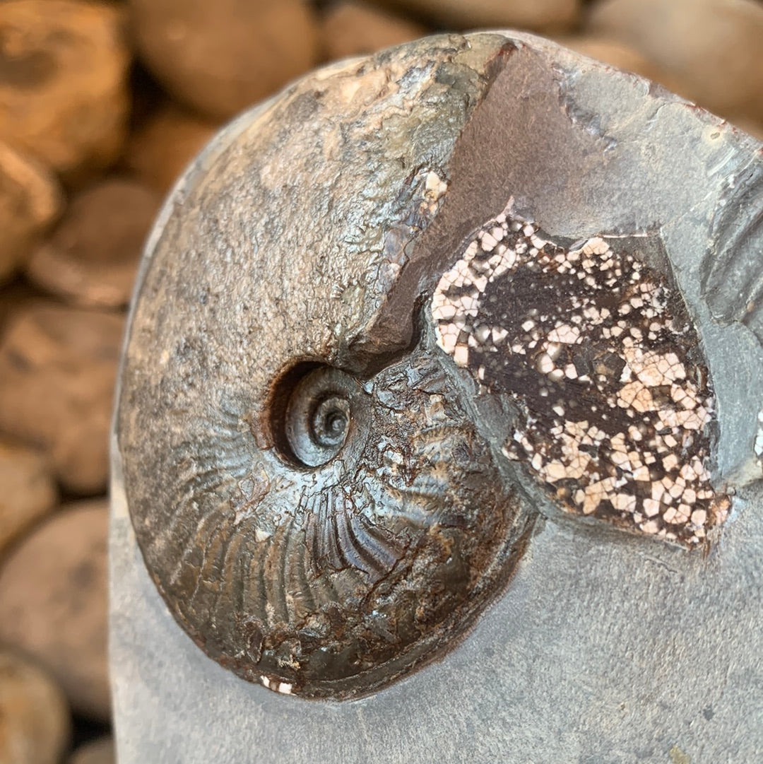 Pseudolioceras lythense ammonite fossil - Whitby, North Yorkshire Jurassic Coast, Yorkshire fossils