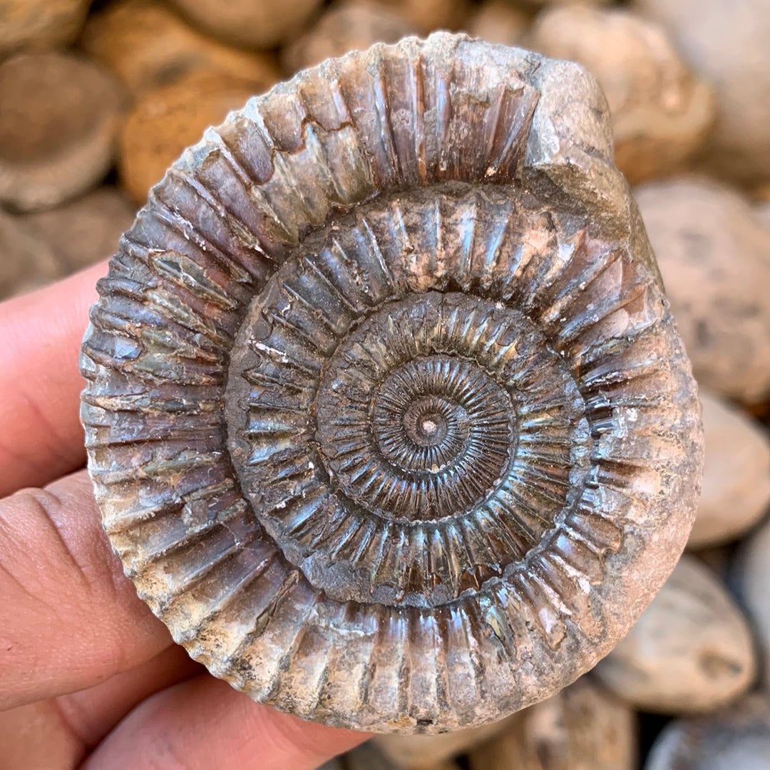 Dactylioceras (split pair) ammonite fossil - Whitby, North Yorkshire Jurassic Coast