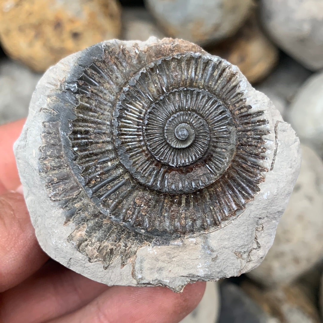 Dactylioceras (split pair) ammonite fossil - Whitby, North Yorkshire Jurassic Coast