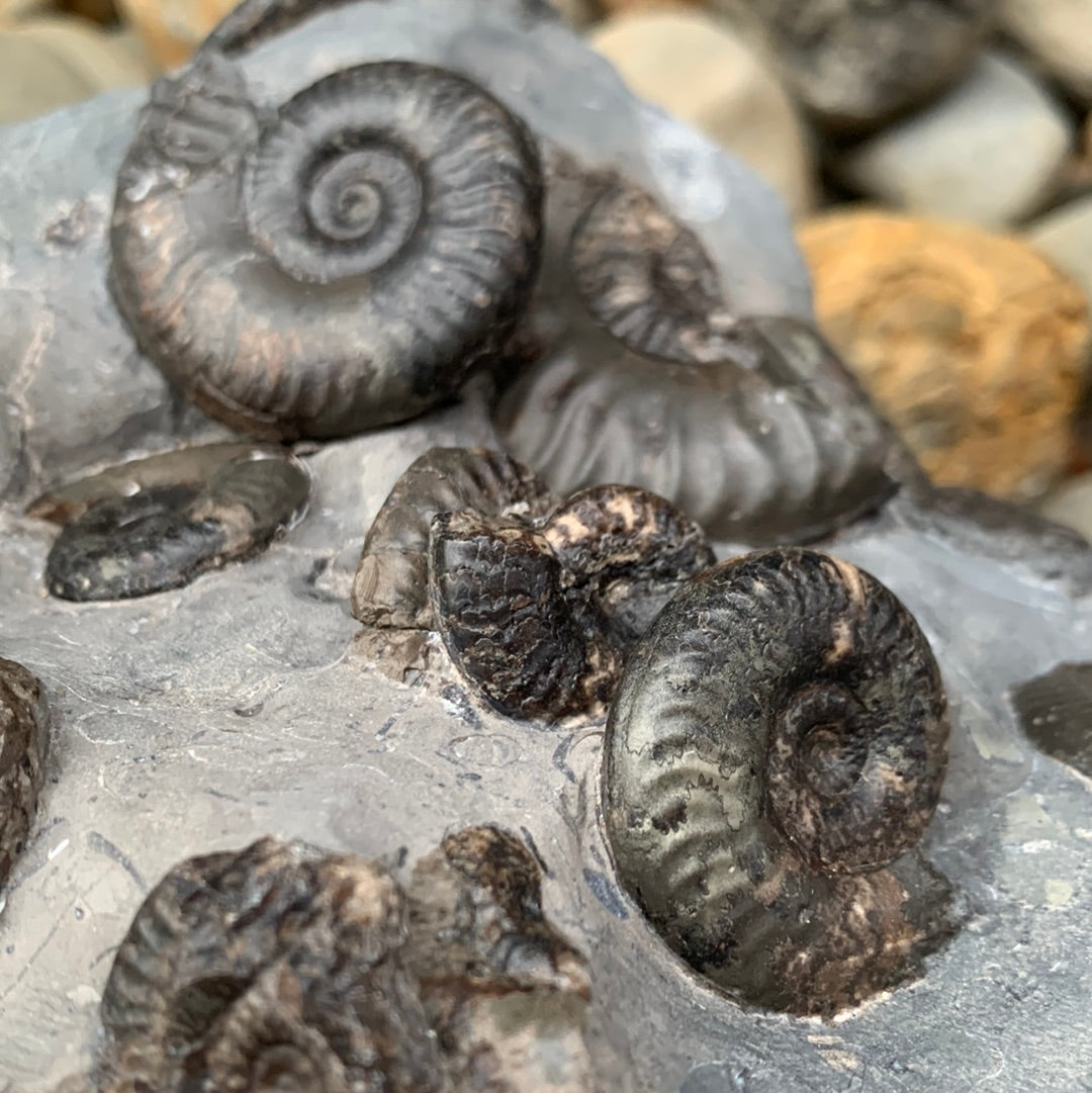 Grammoceras thouarense multi-block ammonite fossil - Whitby, North Yorkshire Jurassic Coast Yorkshire Fossils