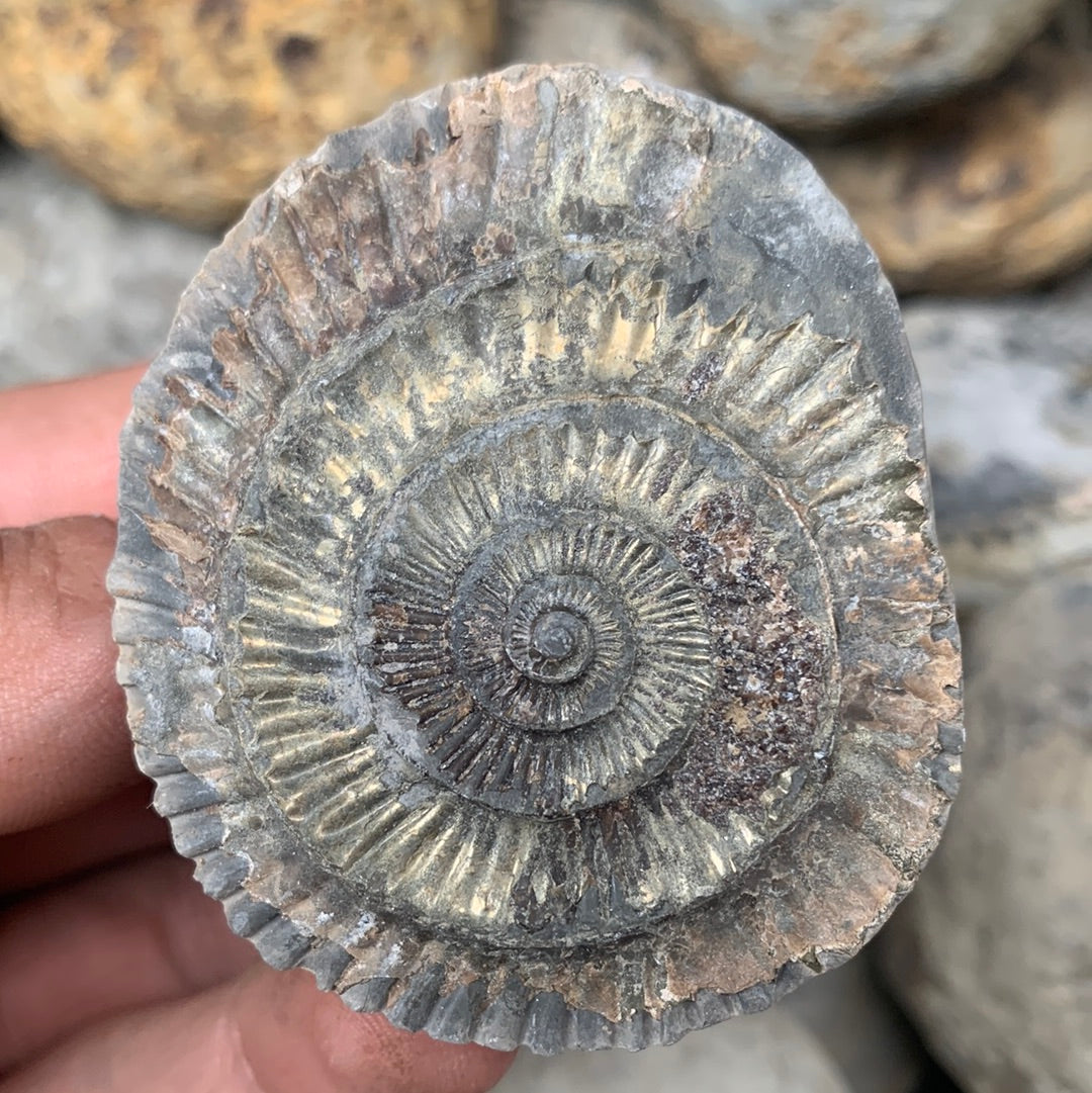 Dactylioceras (split pair) ammonite fossil - Whitby, North Yorkshire Jurassic Coast