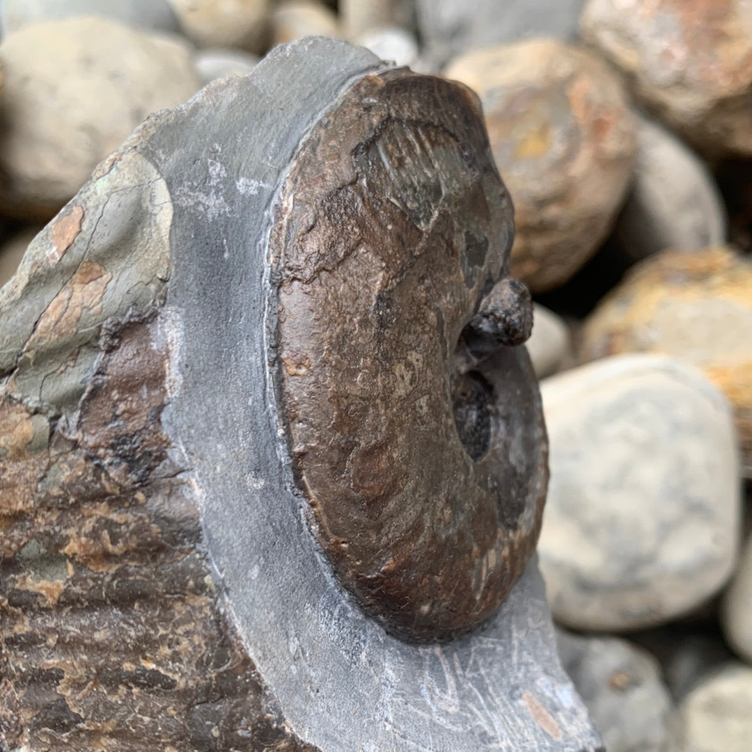 Harpoceras ammonite fossil - Whitby, North Yorkshire Jurassic Coast