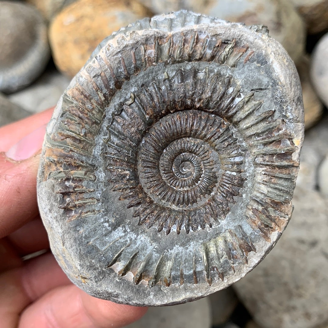 Dactylioceras (split pair) ammonite fossil - Whitby, North Yorkshire Jurassic Coast